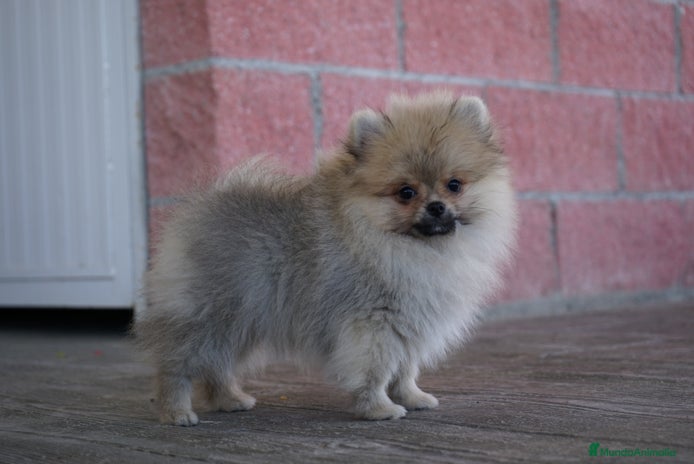 Pomerania perros - Anuncio 1