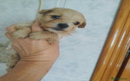 Maltipoo perros en venta: Maltipoo mini calidad y selección  - Imagen 1