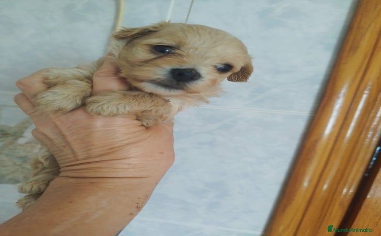 Maltipoo perros - Anuncio 16