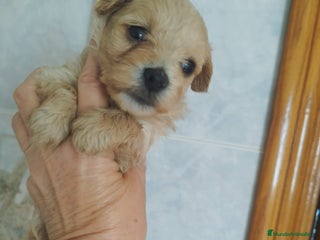 Maltipoo perros - Anuncio 18