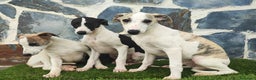 Whippet perros en venta: WHIPPET MACHO - Anuncio 8