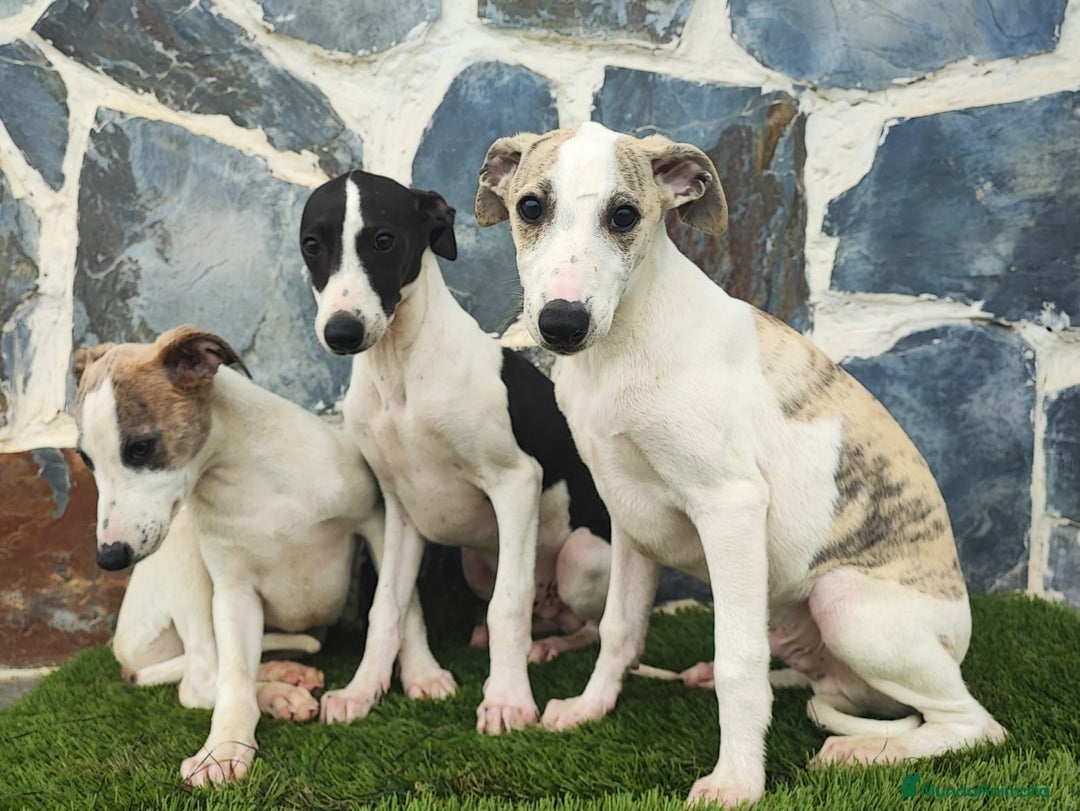 Whippet perros en venta: WHIPPET MACHO - Anuncio 8