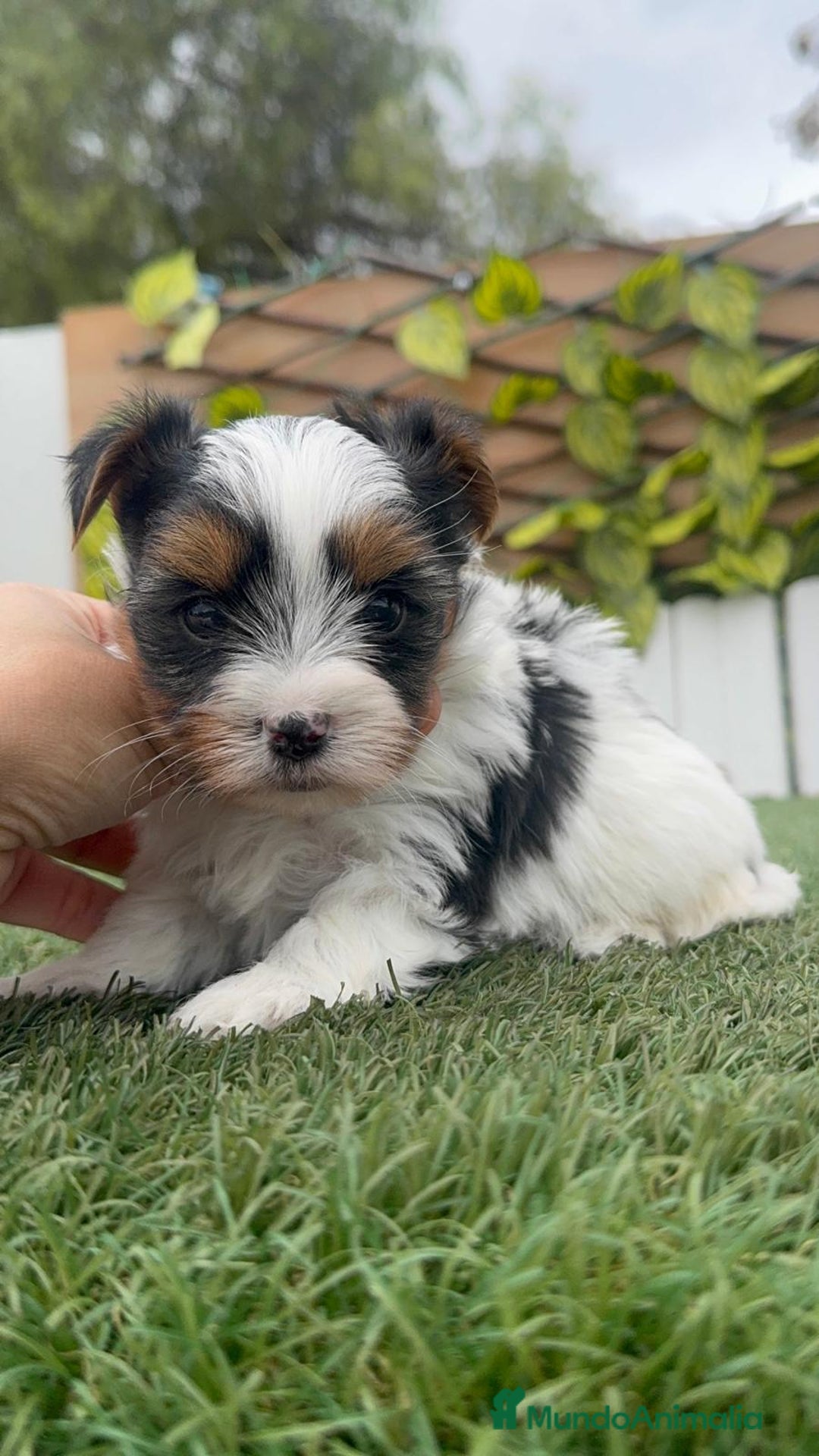 Yorkshire Terrier perros en venta: YORKSHIRE BIEWER MACHOS - Anuncio 1