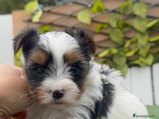 Yorkshire Terrier perros YORKSHIRE BIEWER MACHOS - Anuncio 6