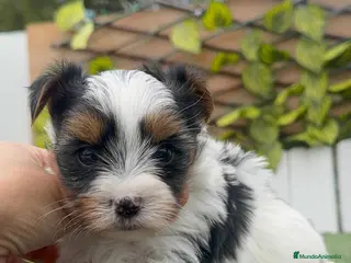 Yorkshire Terrier perros YORKSHIRE BIEWER MACHOS - Anuncio 12