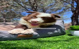 Border Collie perros en venta: BORDER COLLIE CHOCOLATE CACHORROS - Imagen 1