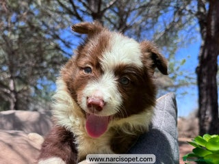 Border Collie perros - Anuncio 32