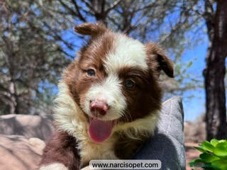 Border Collie perros BORDER COLLIE CHOCOLATE CACHORROS - Anuncio 26
