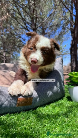 Border Collie perros BORDER COLLIE CHOCOLATE CACHORROS - Anuncio 12