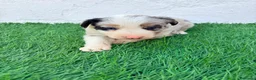 Border Collie perros en venta: Border Collie tricolor merle blue chocolate - Anuncio 18