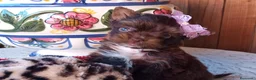 Biewer Yorkshire Terrier a la Pom Pon perros en venta: Cachorros Yorkshire chocolate - Anuncio 2
