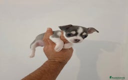 Chihuahua perros en venta: Exclusivos chihuahuas mini toy - Imagen 2