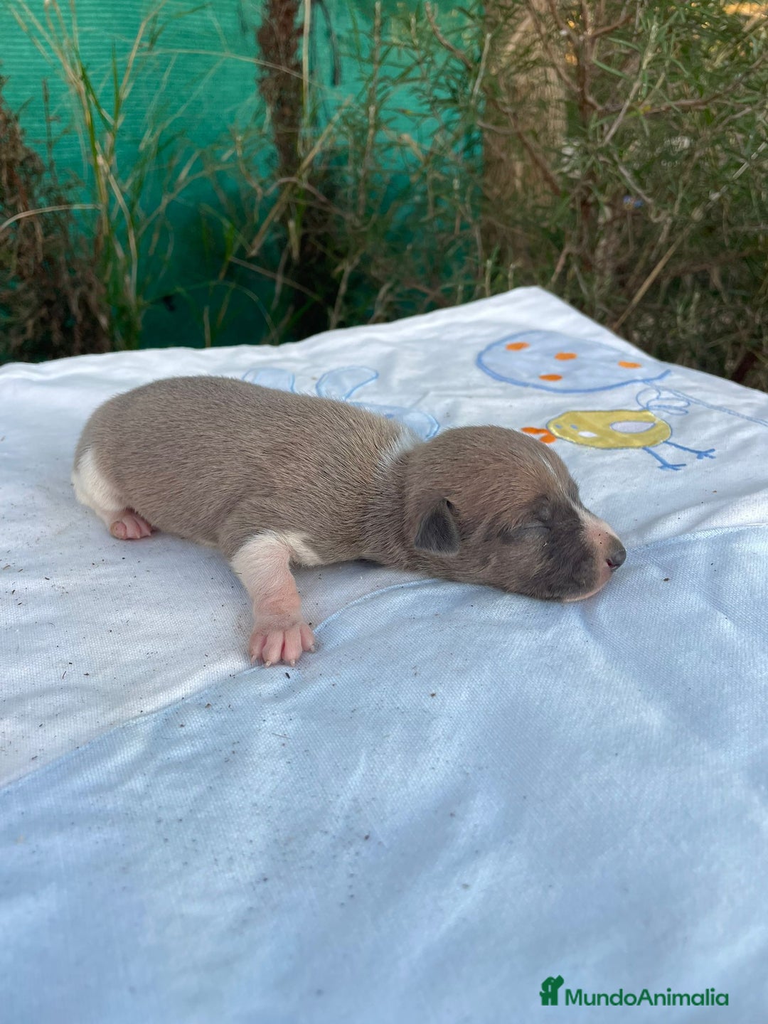 Whippet perros en venta: Nueva camada WHIPPET BLUE - Anuncio 6