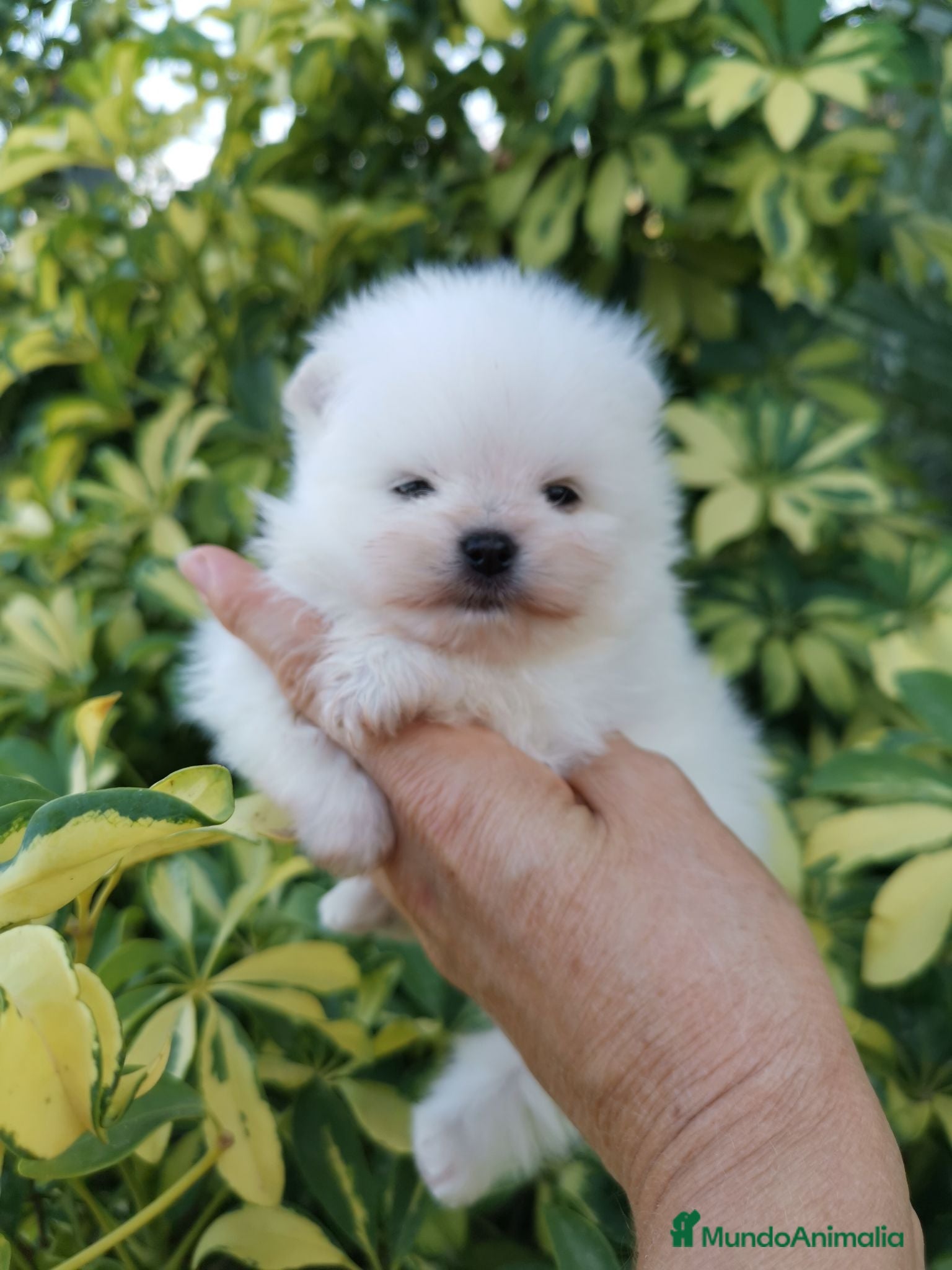 Pomerania perros Macho muy chato de pomerania  - Anuncio 2