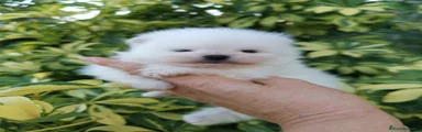 Pomerania 1