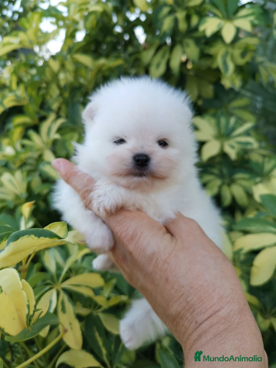 Pomerania perros en venta: Macho muy chato de pomerania  - Anuncio 1