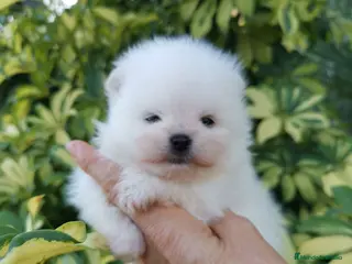 Pomerania perros Macho muy chato de pomerania - Anuncio 2