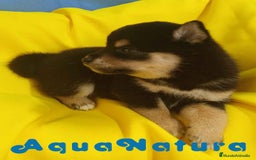 Shiba Inu perros en venta: Camada Shiba Inu de Mar y Silvio AQUANATURA - Imagen 3