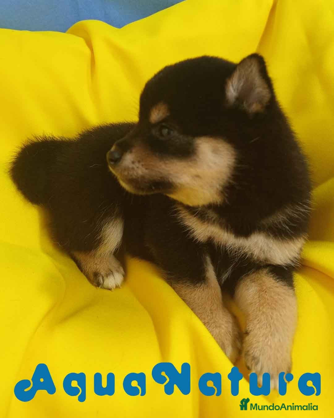 Shiba Inu perros en venta: Camada Shiba Inu de Mar y Silvio AQUANATURA - Imagen 3
