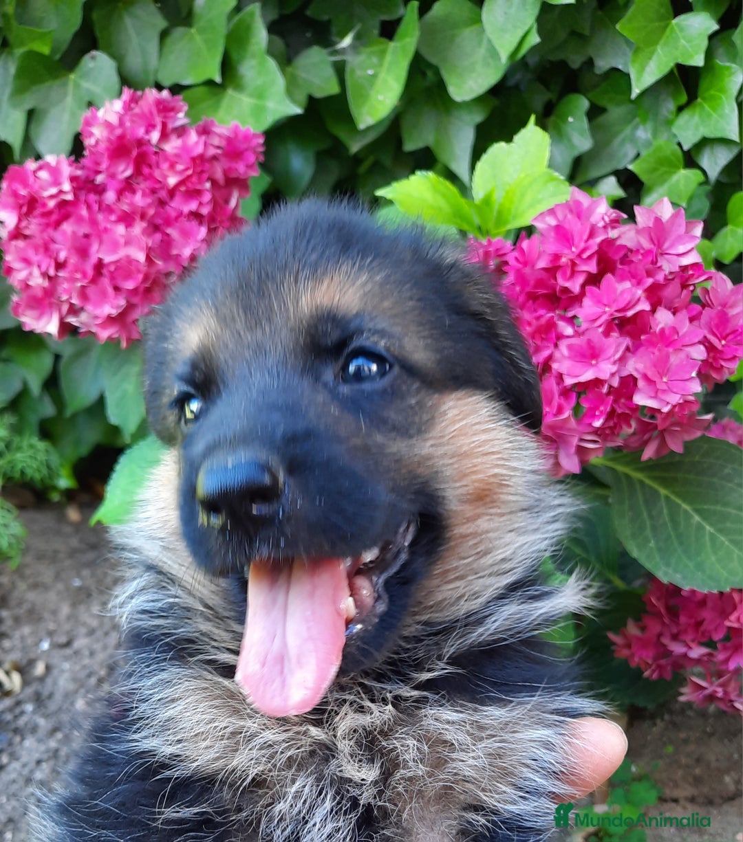 Pastor Alemán perros en venta: Pastores alemanes  - Imagen 3