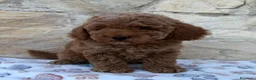 Caniche Toy perros en venta: Caniche toy - Anuncio 13
