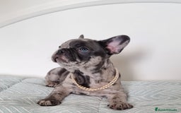 Bulldog Francés perros en venta: Bulldog frances  - Imagen 1