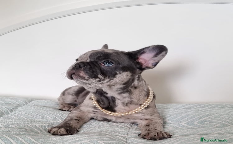 Bulldog Francés perros - Propaganda 1