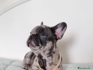Bulldog Francés perros - Anuncio 15