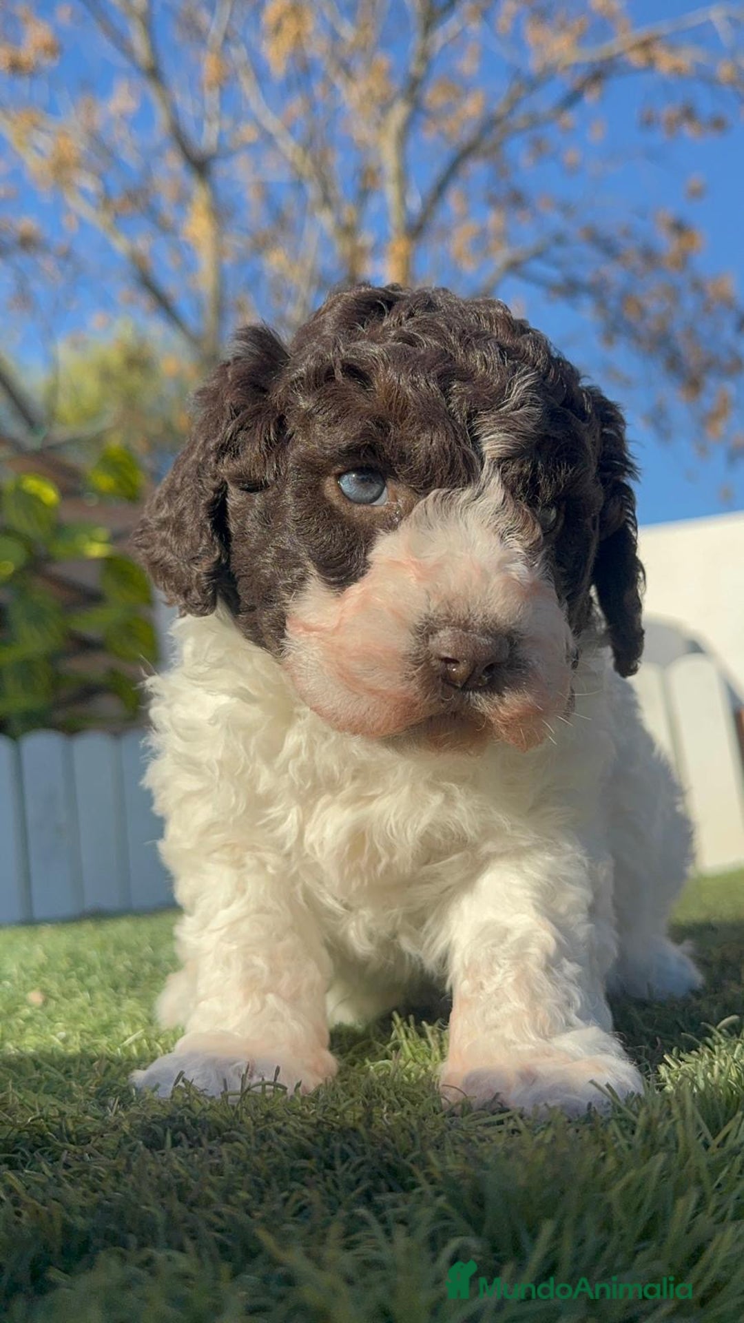 Perro de Agua Español perros en venta: PERRO ESPAÑOL AGUA ESPAÑOL - Anuncio 13