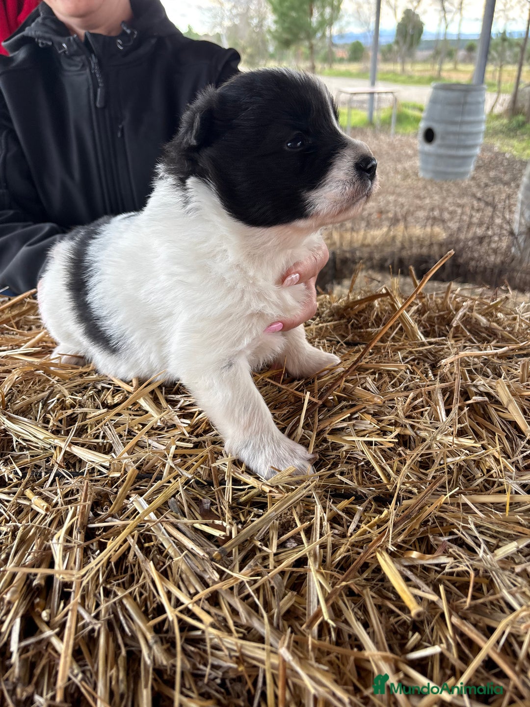 Border Collie perros en venta: Border collie macho  - Anuncio 3