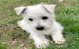 West Highland White Terrier perros en venta: DULCES BEBES DE WESTY TERRIER - Anuncio 3
