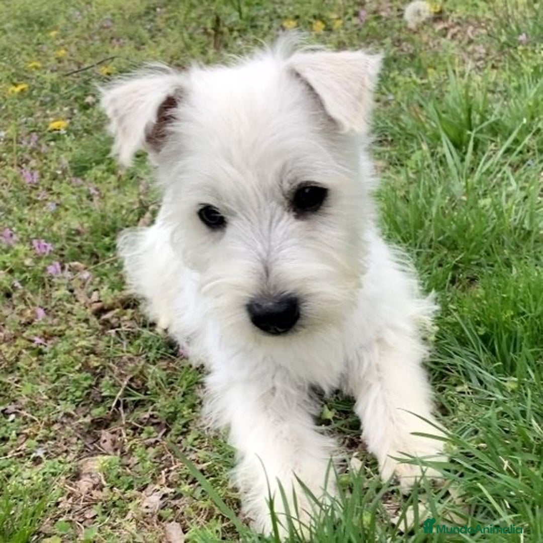 West Highland White Terrier perros en venta: DULCES BEBES DE WESTY TERRIER - Anuncio 3