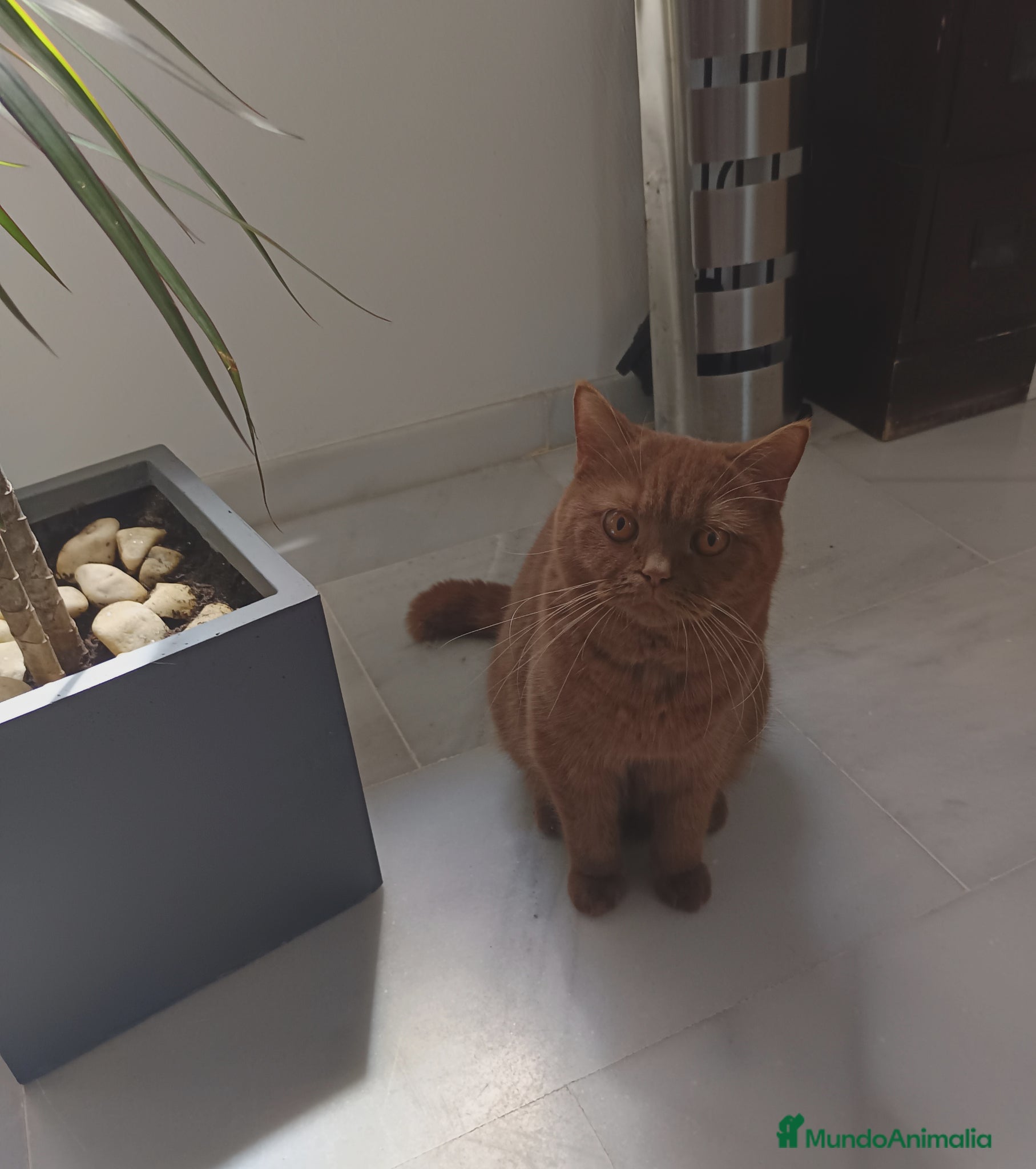Británico de Pelo Corto gatos British shorthair chocolates solidos - Anuncio 1