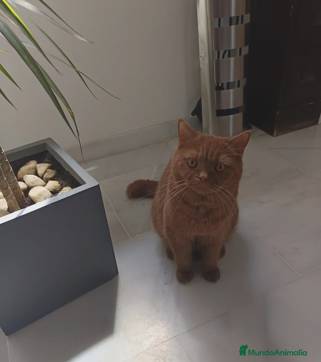 Británico de Pelo Corto gatos en venta: British shorthair chocolates solidos - Anuncio 1