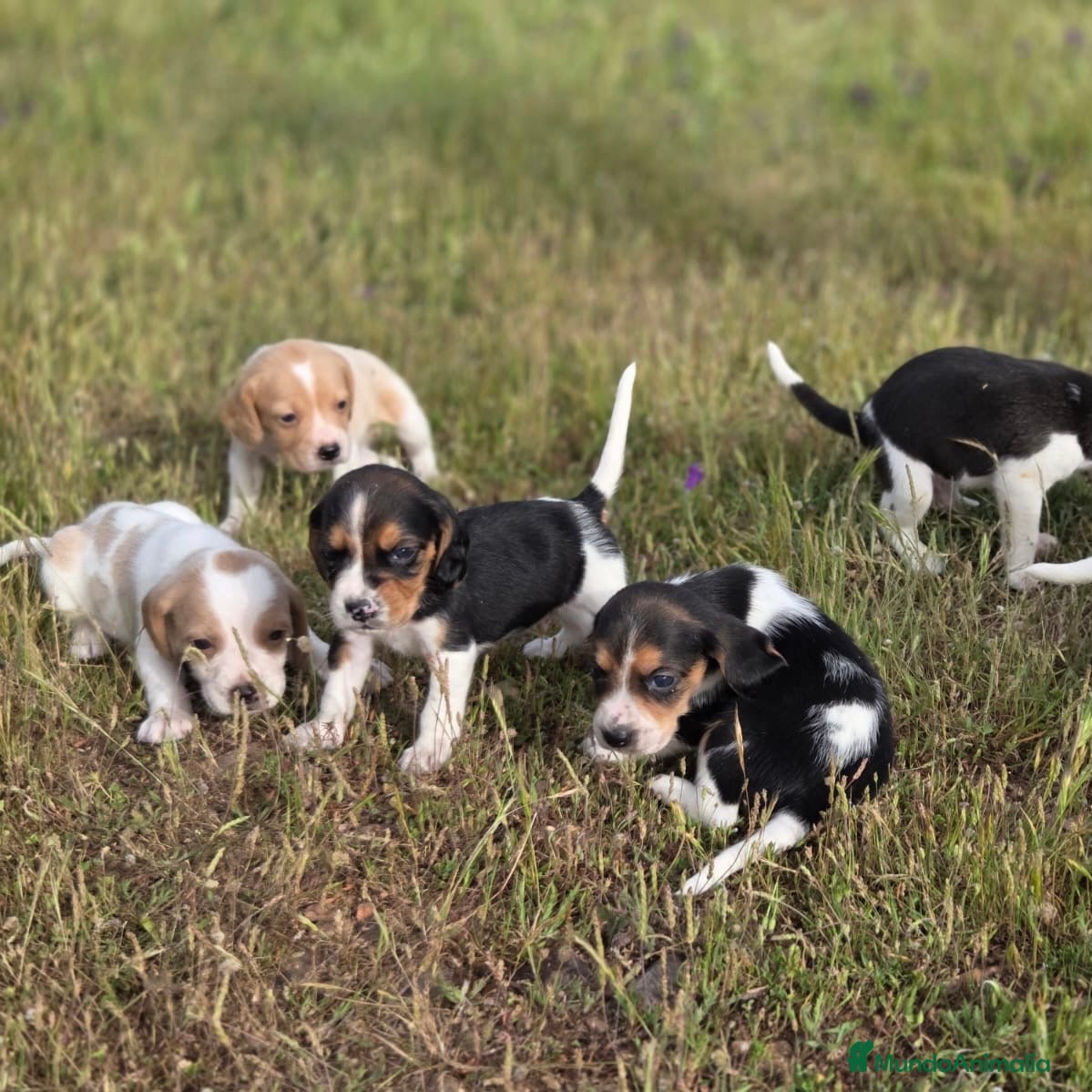 Beagle perros Beagle  - Anuncio 1