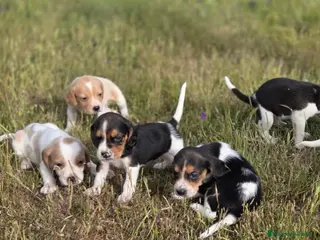 Beagle perros Beagle - Anuncio 1