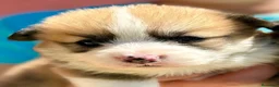 Welsh Corgi Pembroke perros en venta: cacorros corgis pembroke Valencia España campeones - Anuncio 1