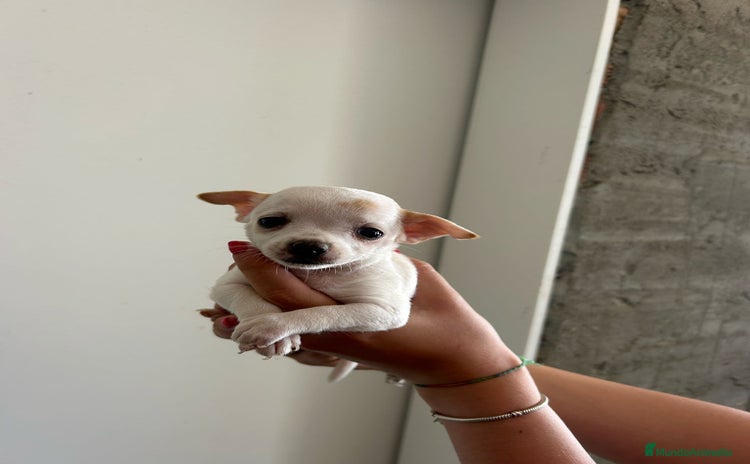 Chihuahua perros - Propaganda 1