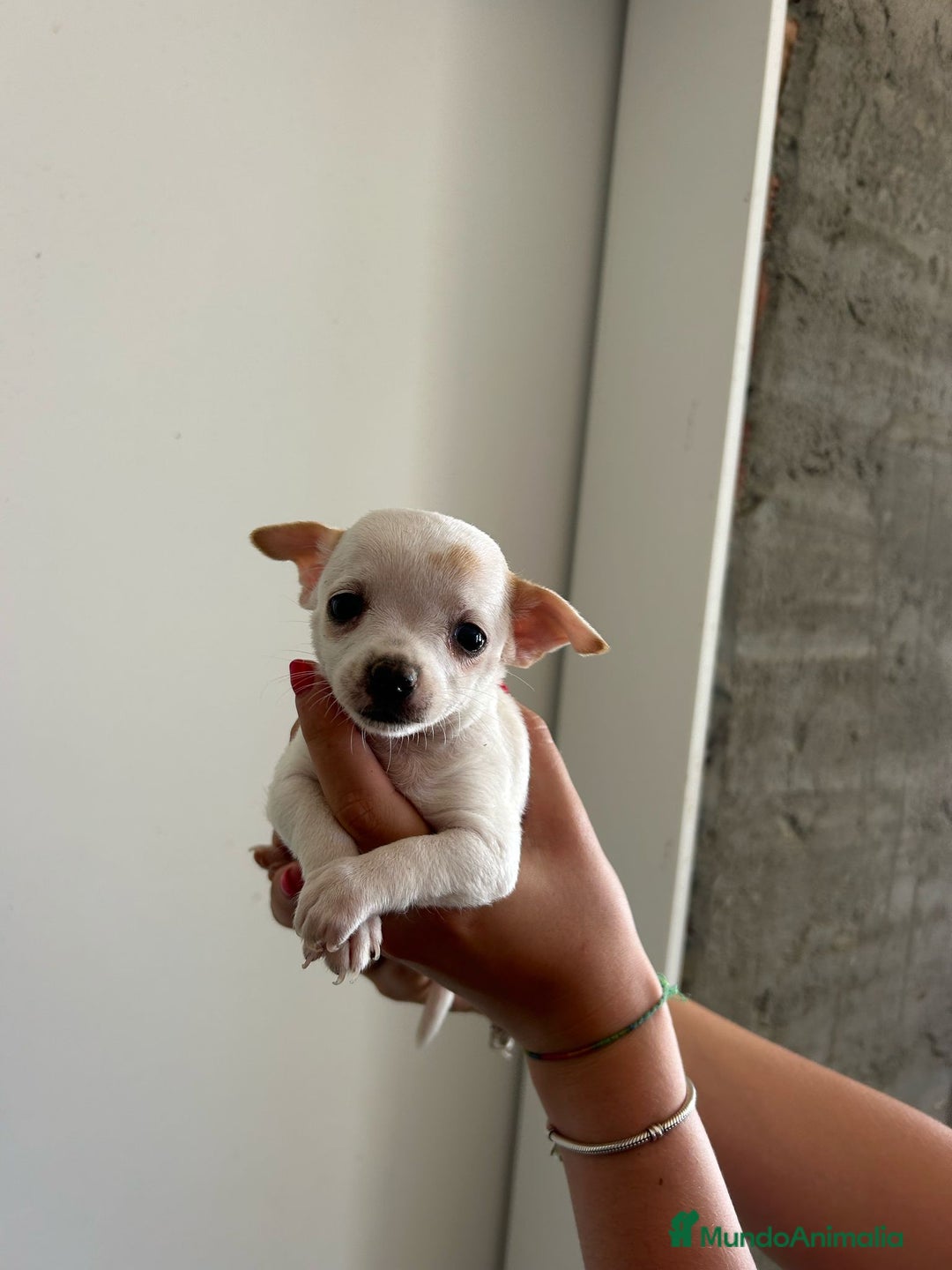Chihuahua perros en venta: Chihuahua  - Imagen 1