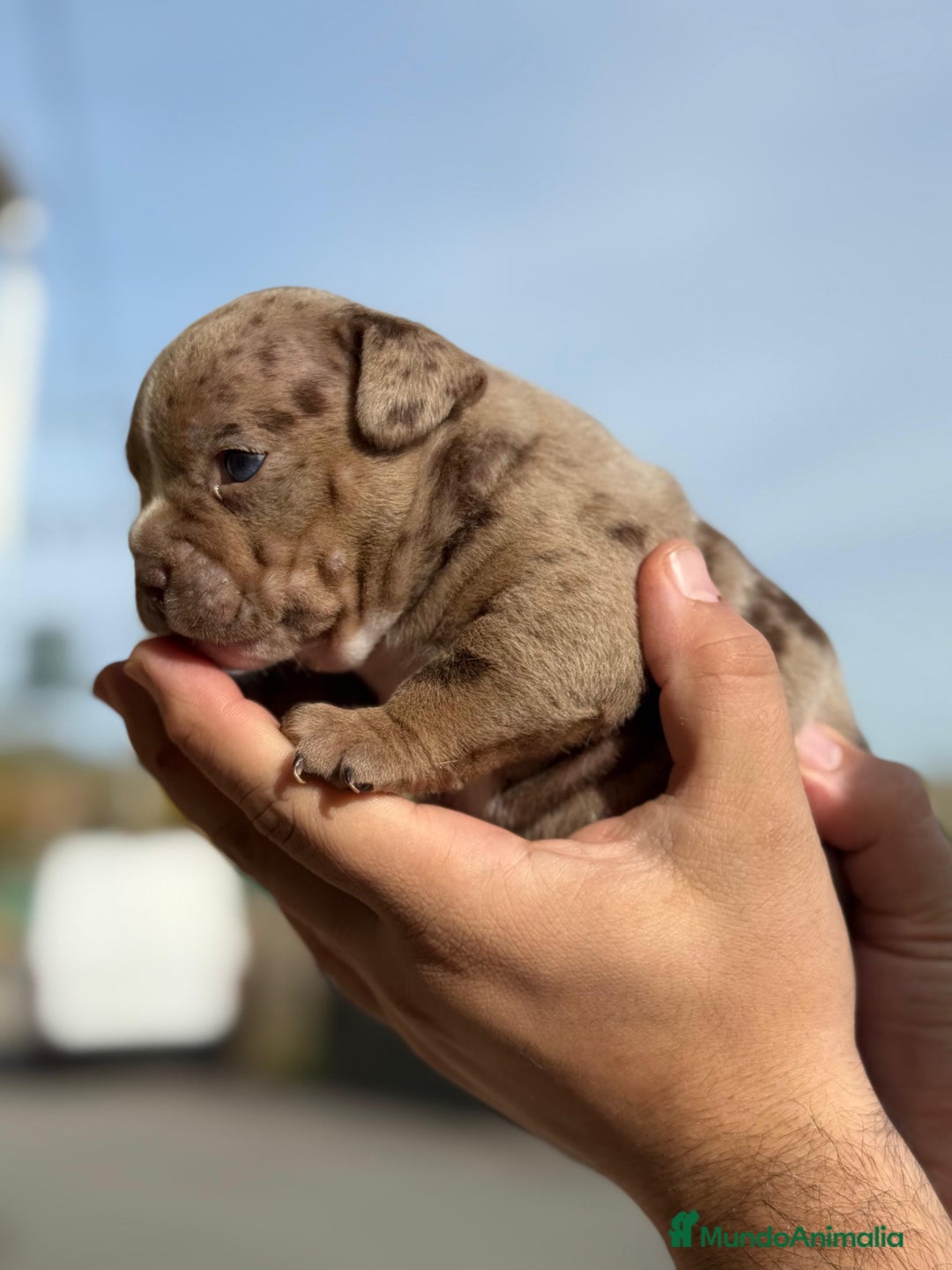 American Bully perros en venta: Impresionante cachorro Merle American Bully  - Anuncio 4