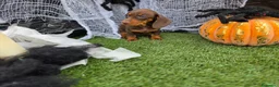 Teckel Miniatura perros en venta: TECKEL KANNINCHEN & MINIATURA  - Anuncio 8