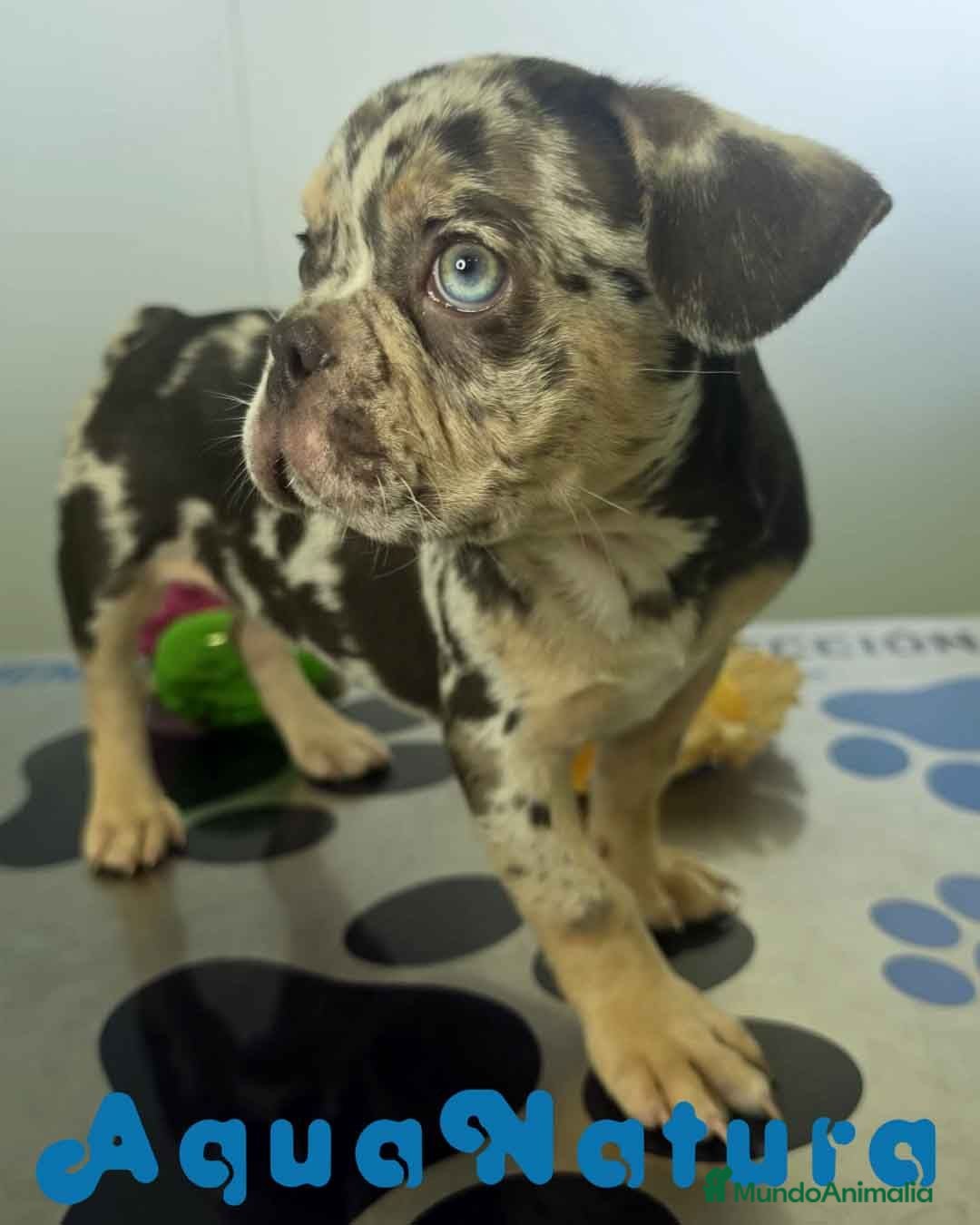 Bulldog Francés perros Bulldog Frances Macho 9811 AQUANATURA - Anuncio 1