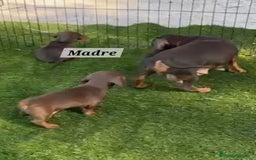 Teckel perros en venta: Teckel Chocolate - Imagen 4