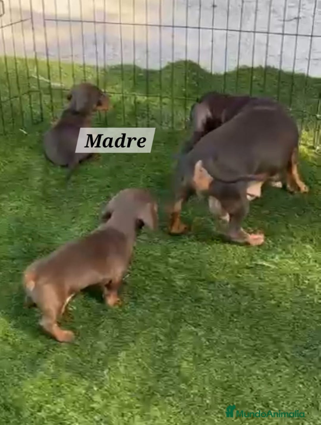 Teckel perros en venta: Teckel Chocolate - Imagen 4