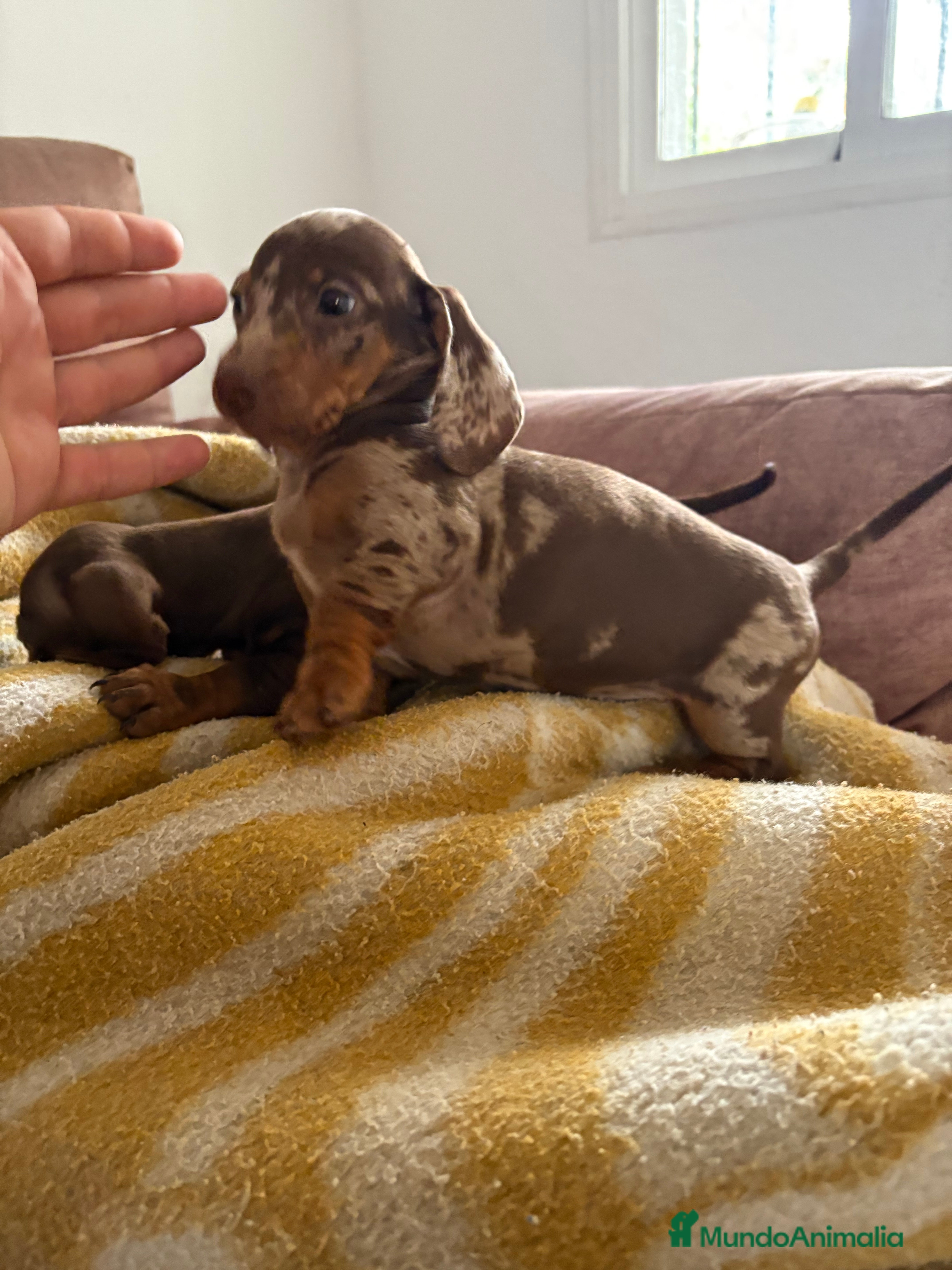 Teckel perros Teckels mini y kaninchen  - Anuncio 13