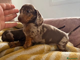 Teckel perros Teckels mini y kaninchen - Anuncio 1