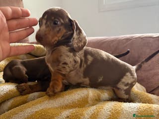 Teckel perros Teckels mini y kaninchen - Anuncio 2