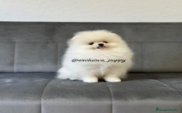 Pomerania perros en venta: 🥇 Auténtica Lulu de Pomerania  - Imagen 5
