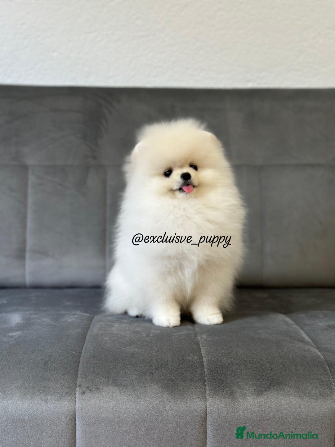 Pomerania perros en venta: 🥇 Auténtica Lulu de Pomerania  - Imagen 5