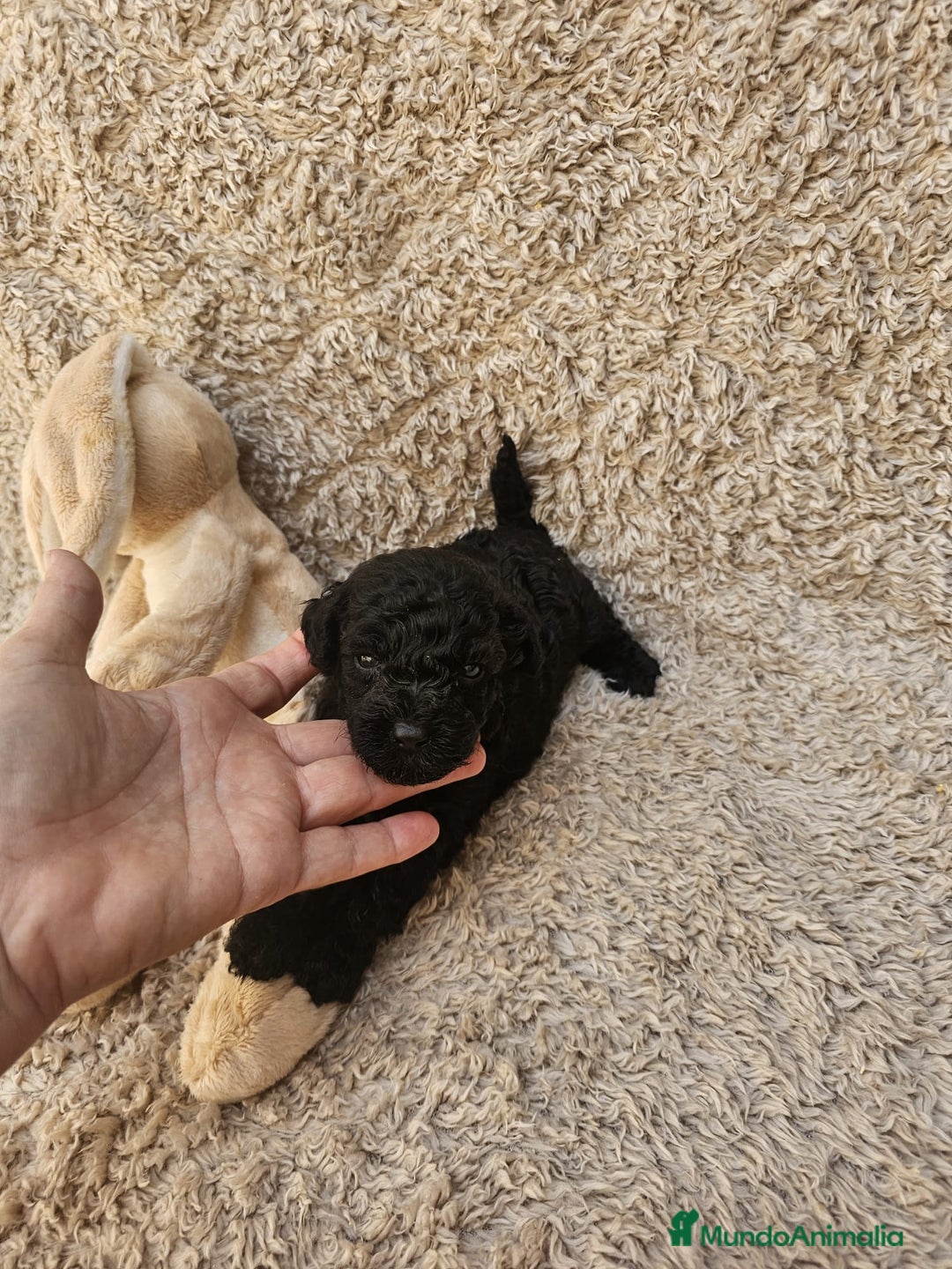 Caniche Toy perros en venta: ⚜️ caniche toy y enano 50 %asiatico ⚜️ - Imagen 9